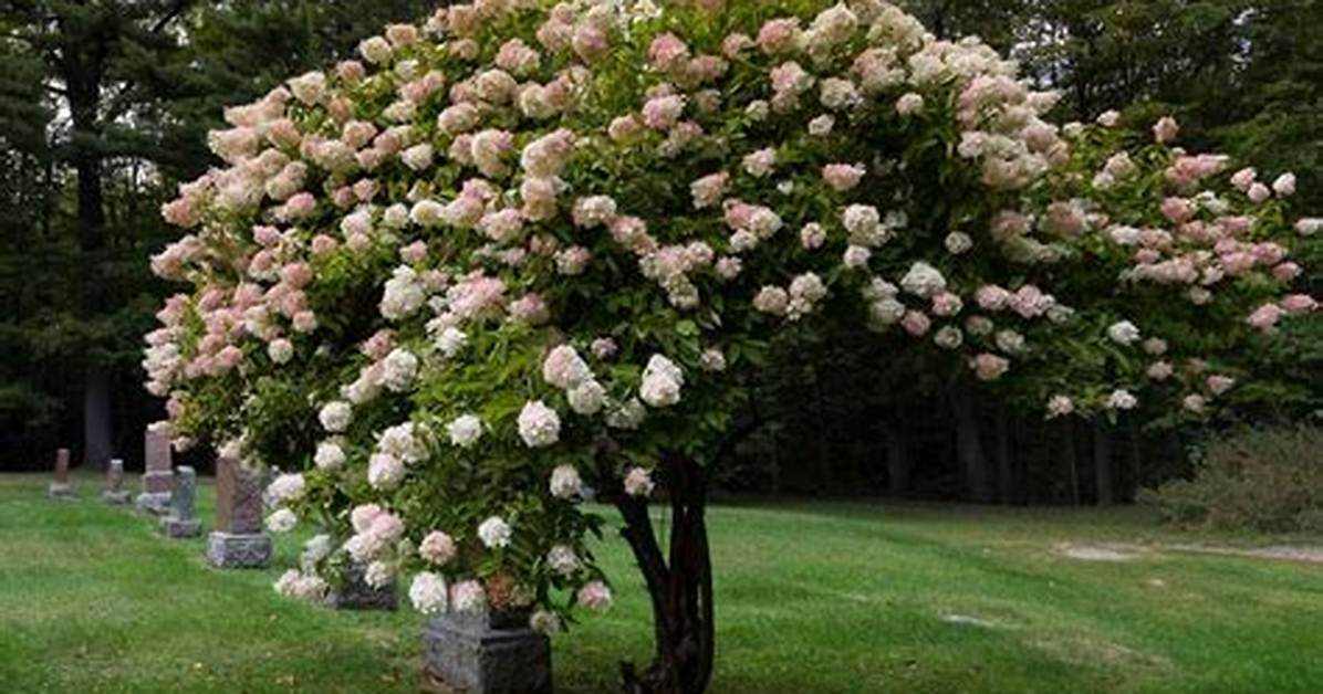 Are There Hydrangea Trees? | Contextresponse. Com