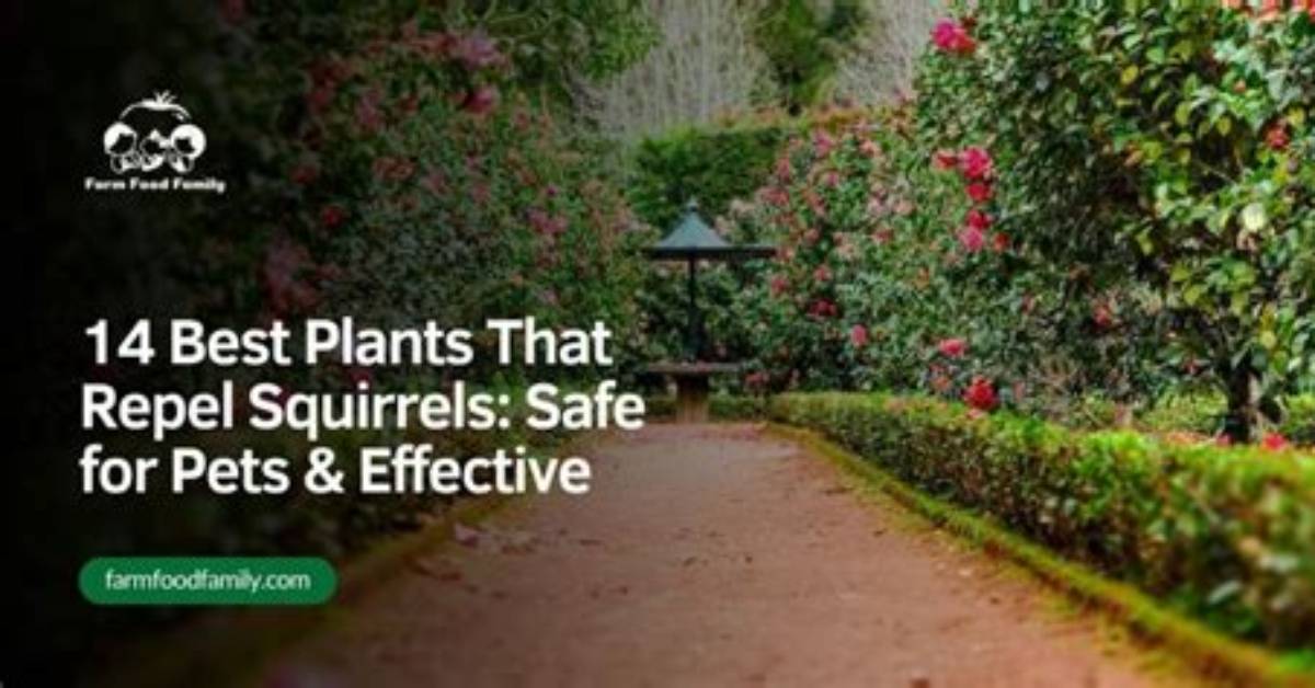 Are There Plants That Repel Squirrels
