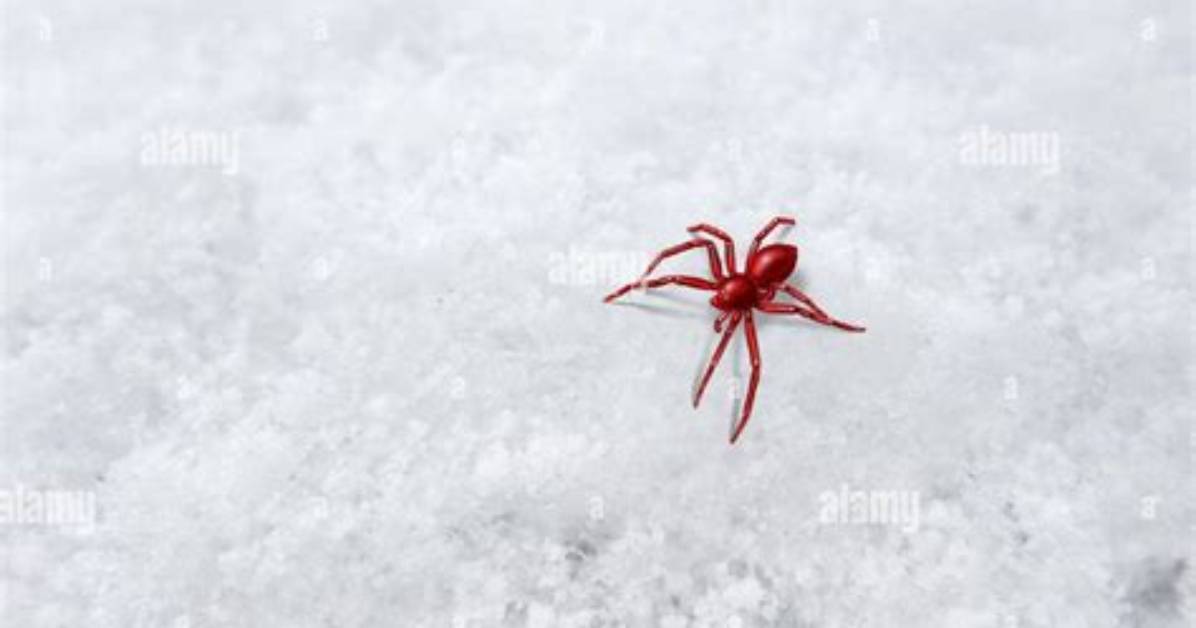 Are There Snow Spiders