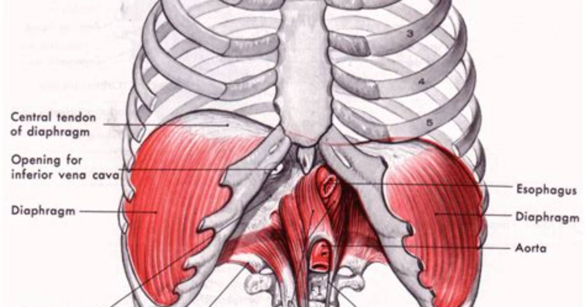 Are There Two Diaphragms
