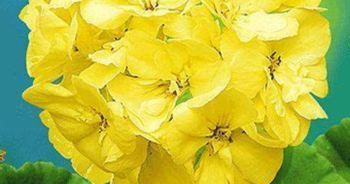 Are There Yellow Geraniums