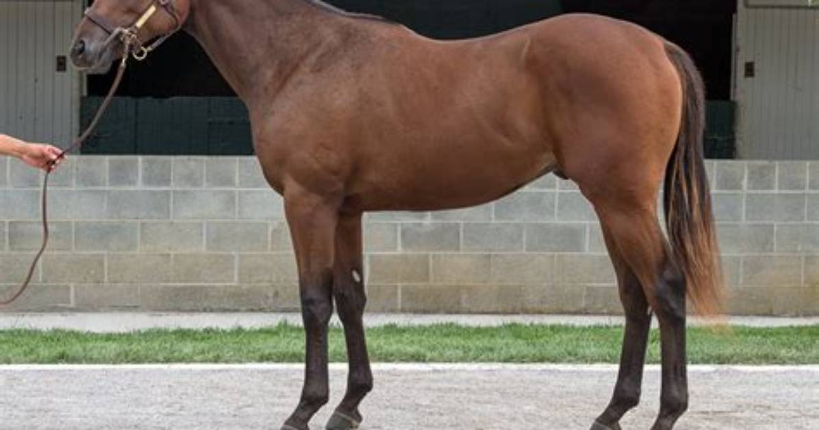 Are Thoroughbreds Easy to Train?