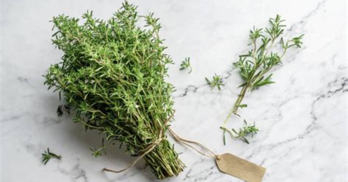 Are Thyme Sprigs Edible?