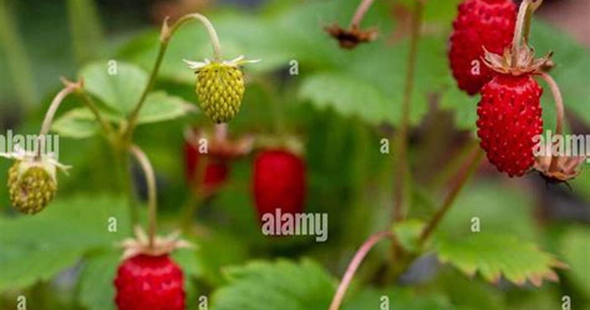 Are Tiny Wild Strawberries Edible