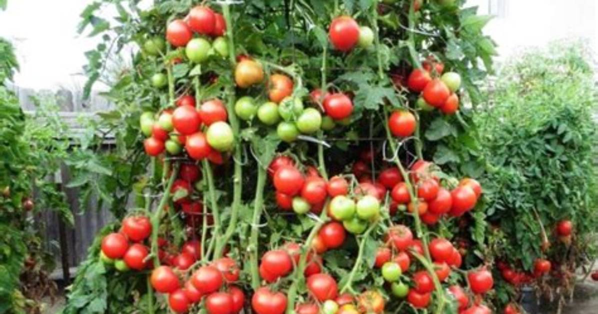 Are Tomato Plants Trees