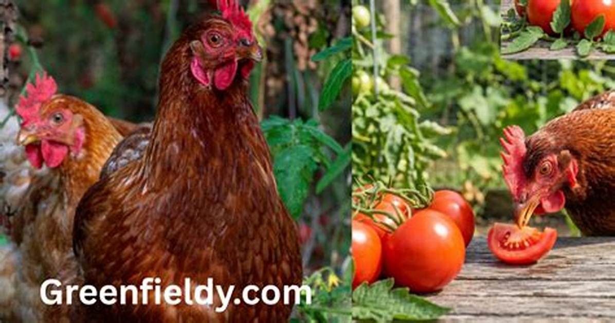 Are Tomatoes Bad for Chickens?