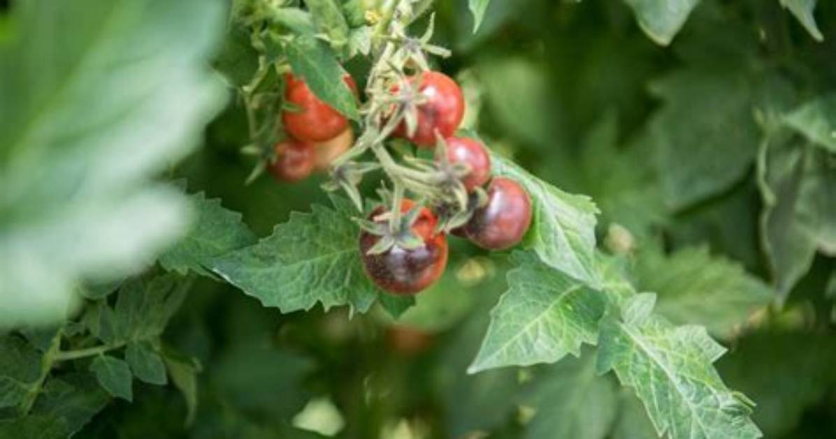 Are Tomatoes Gassed