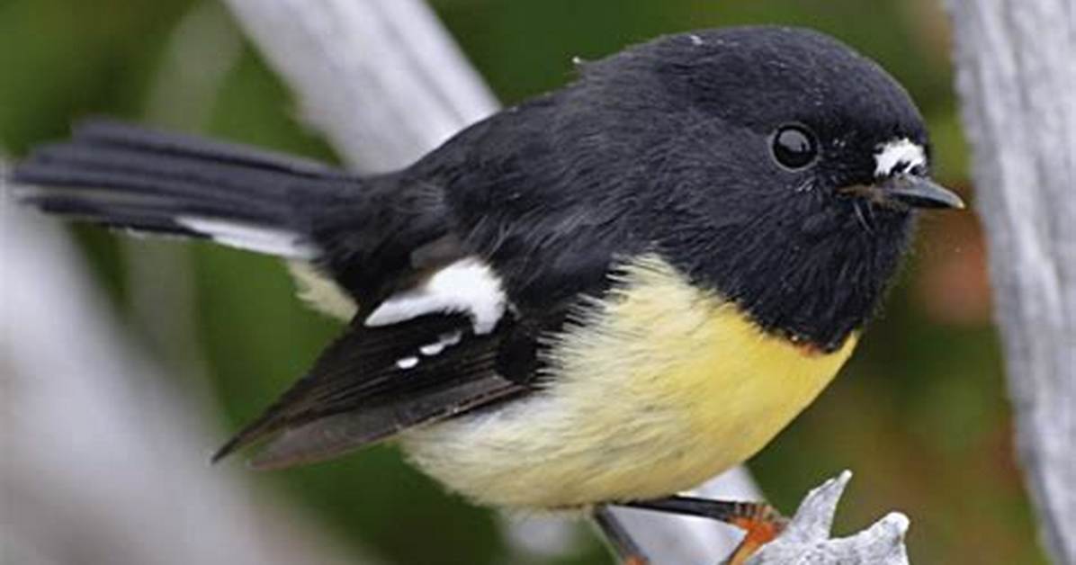 Are Tomtit Native to Nz?