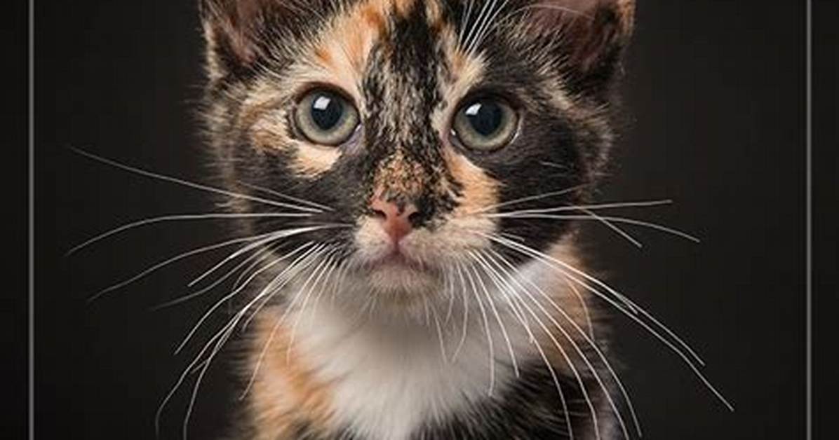 Are Tortoiseshell Cats Hypoallergenic?
