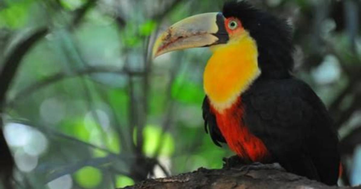 Are Toucans Going Extinct?