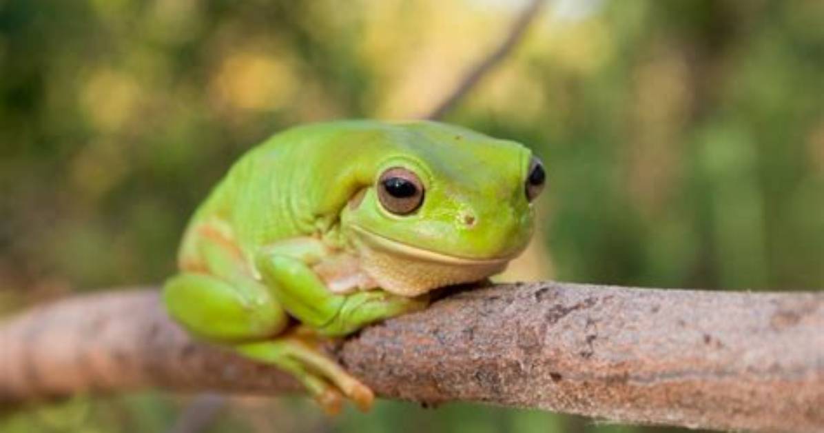 Are Tree Frogs Green?