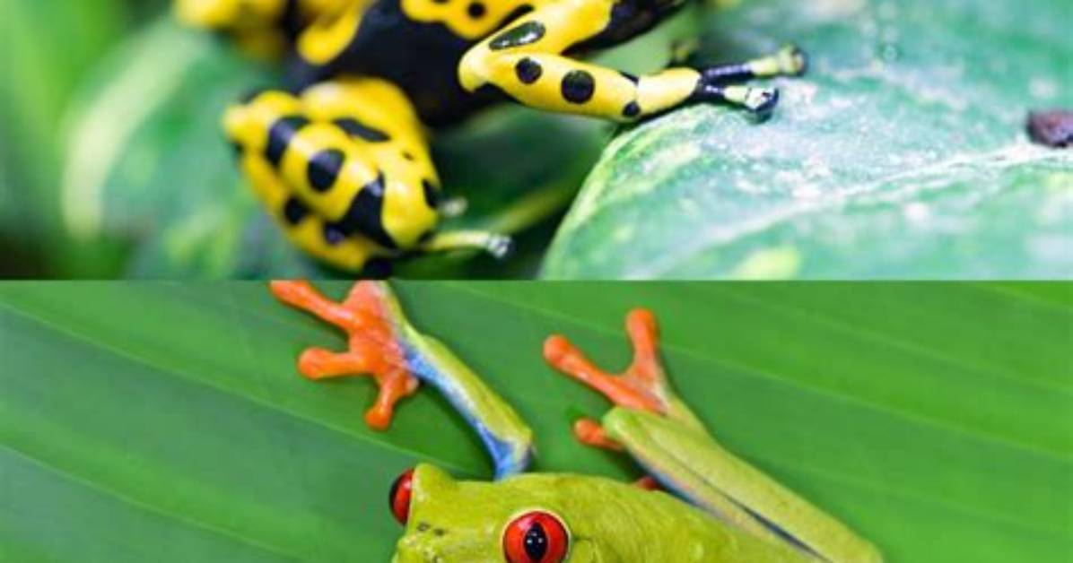 Are Tree Frogs Poisonous?