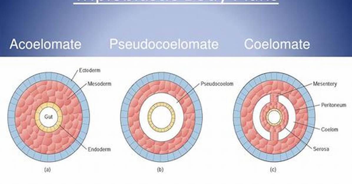 Are Triploblastic and Diploblastic?