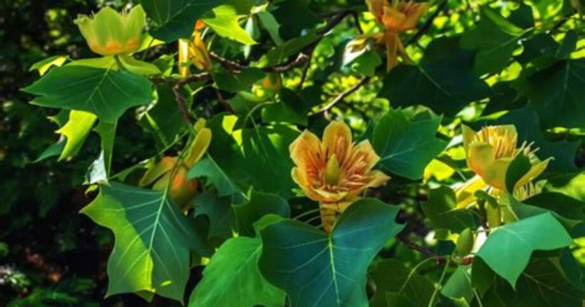 Are Tulip Trees Deer Resistant?