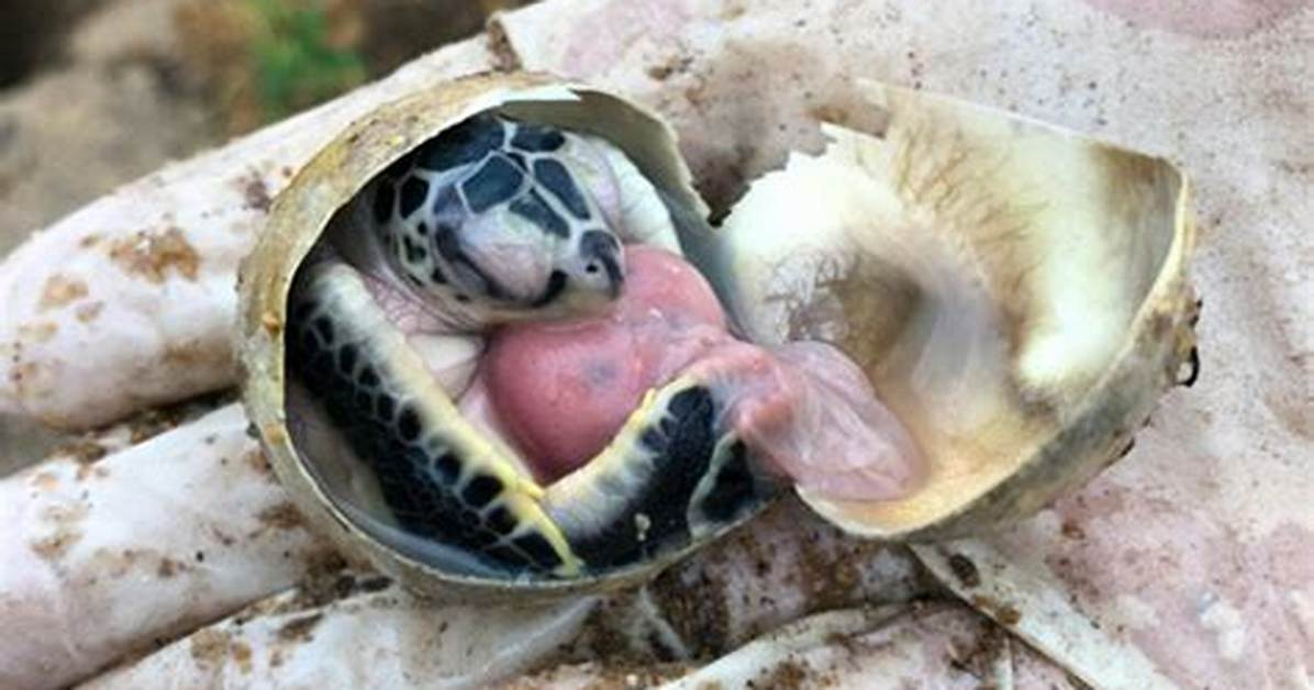Are Turtles Born with Shells?