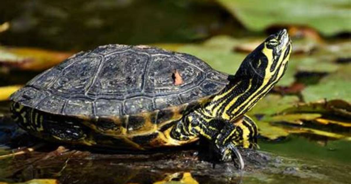 Are Turtles Mammals