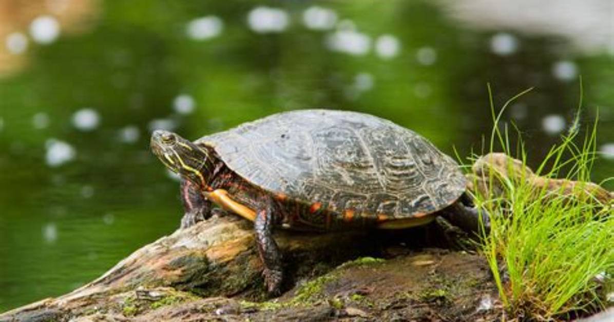 Are Turtles Slow