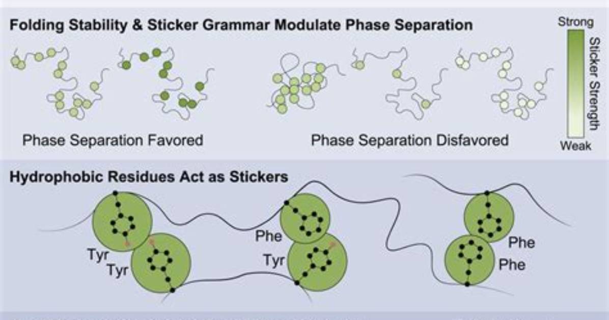 Are Unfolded Proteins Stable?