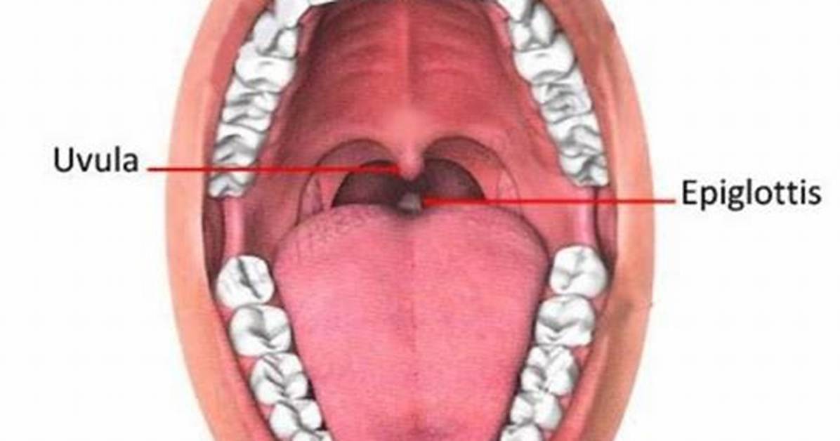 Are Uvula and Epiglottis the Same?