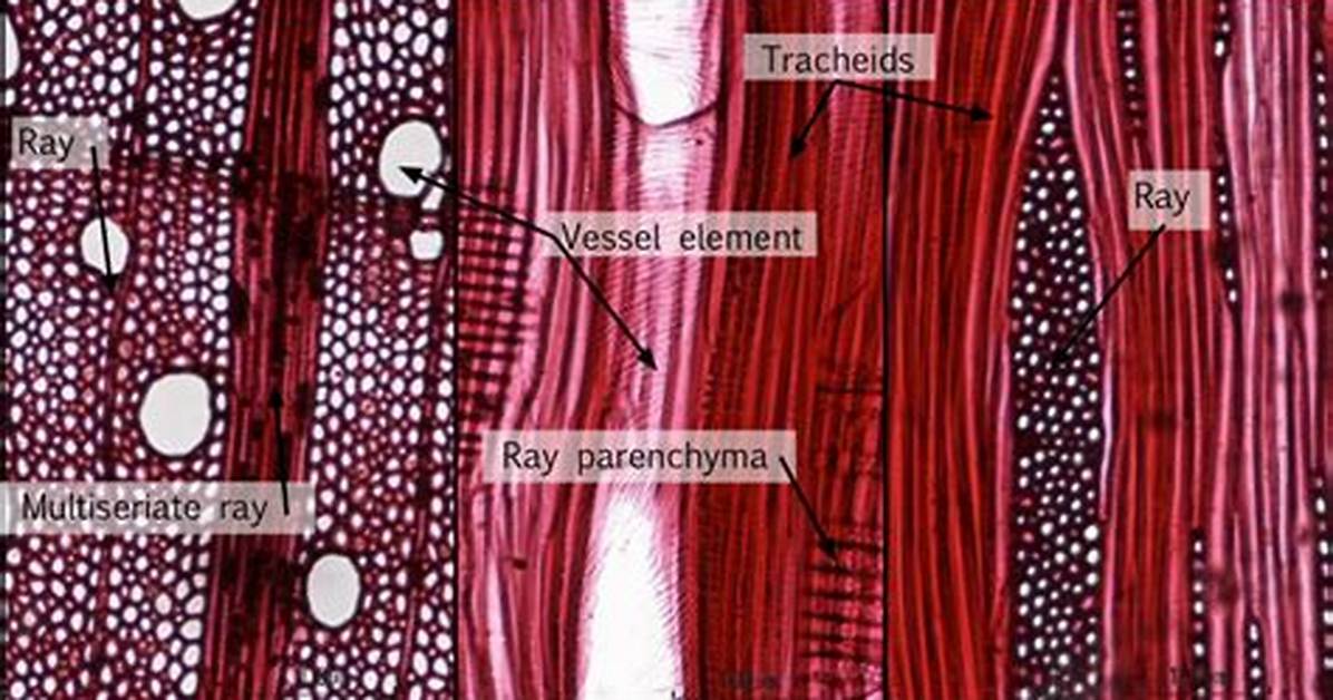 Are Vessels and Tracheids the Same Thing?