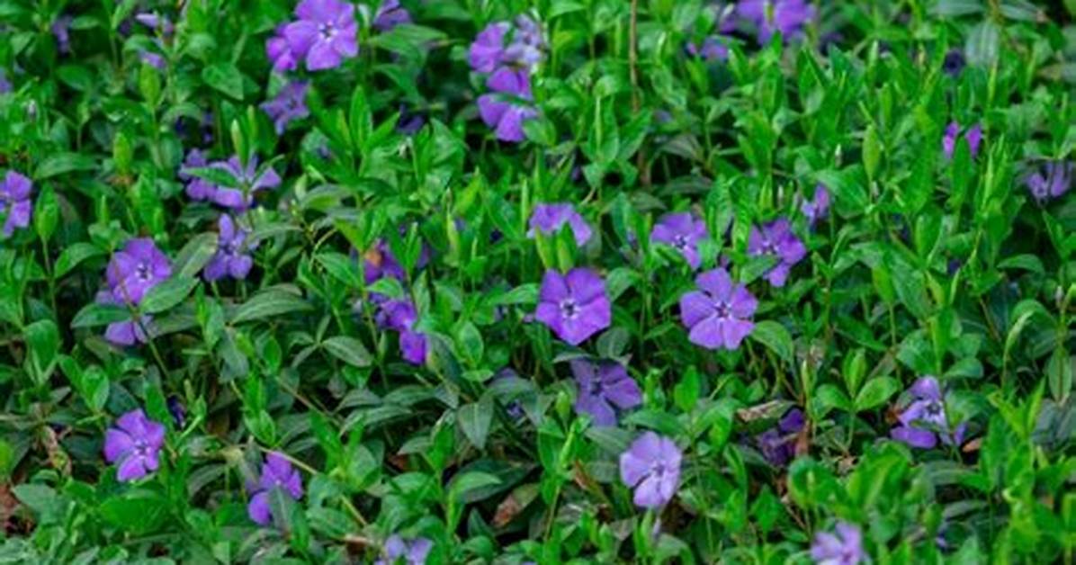 Are Vinca and Myrtle the Same