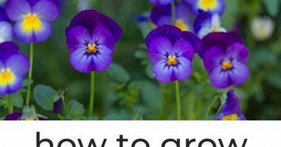 Are Violas Deer Resistant