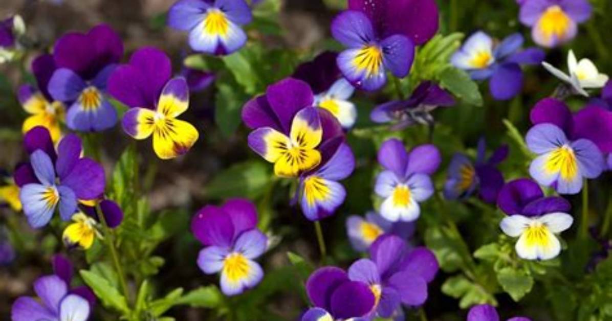 Are Violas Self Seeding