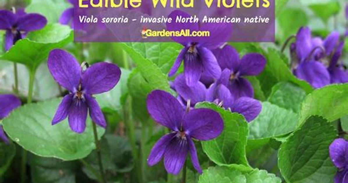 Are Violets Good for You
