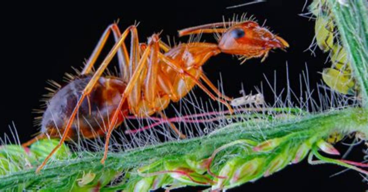 Are Weaver Ants Invasive?