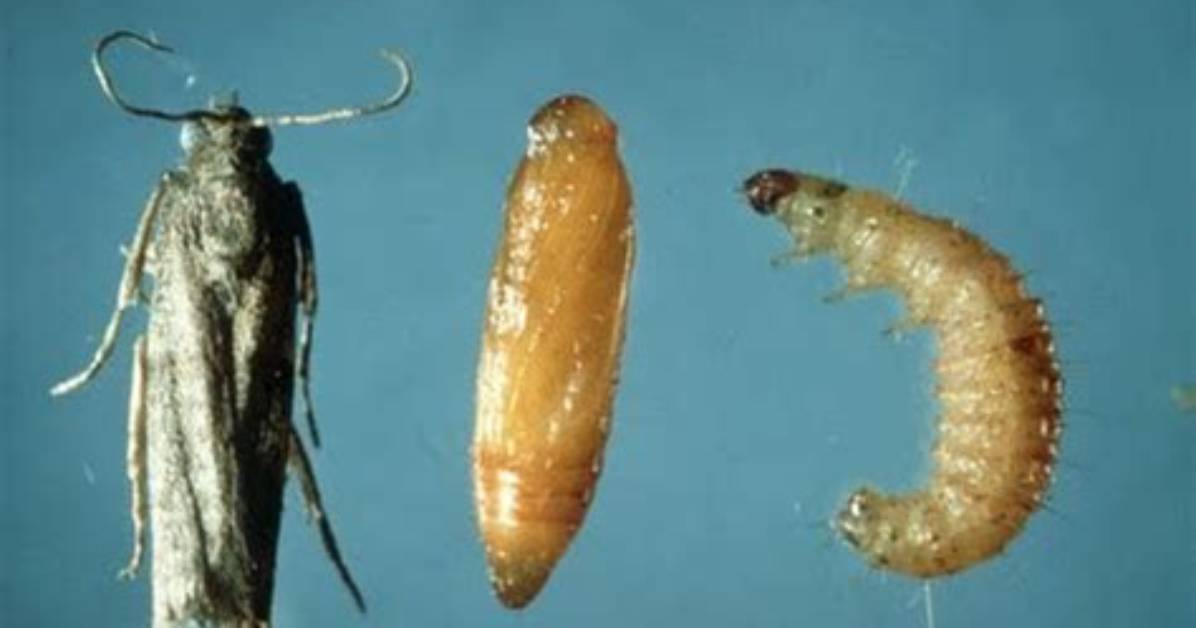 Are Weevils Moths