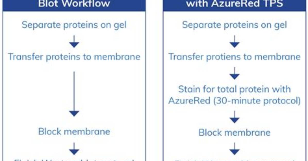 Are Western Blots Quantitative?
