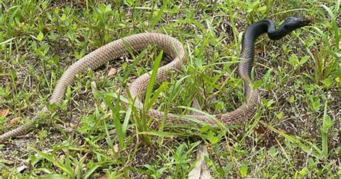 Are Whip Snakes Aggressive