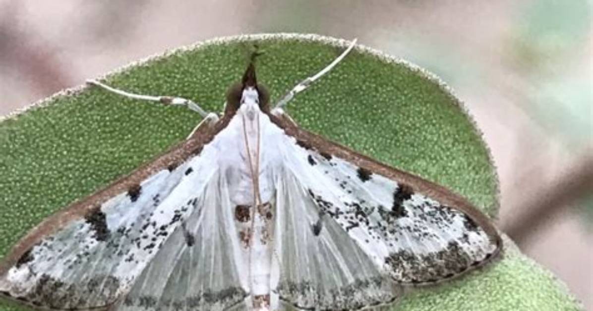 Are White Moths Common