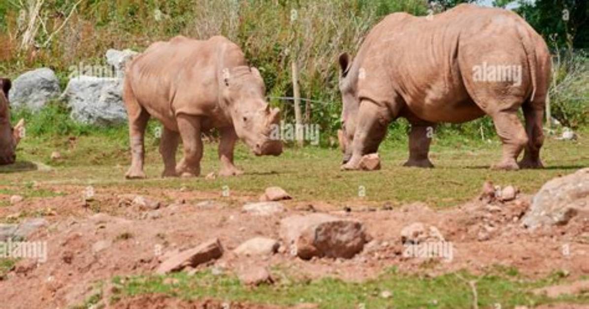 Are White Rhinoceroses Extinct?