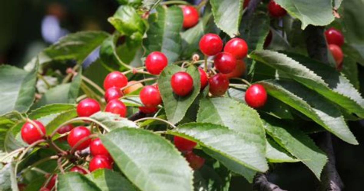 Are Wild Cherry Edible