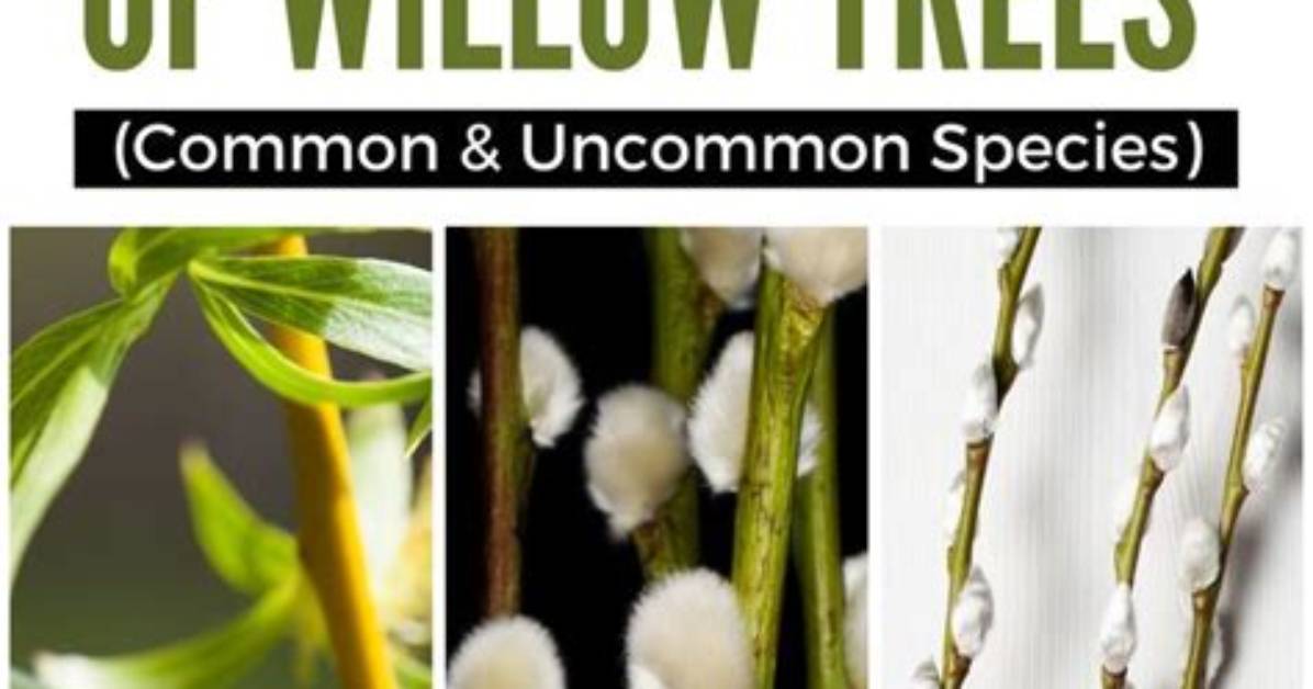 Are Willow Trees Dangerous? | Contextresponse. Com