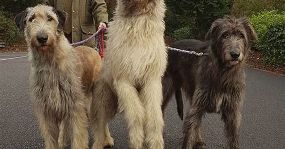 Are Wolfhounds Good Pets?
