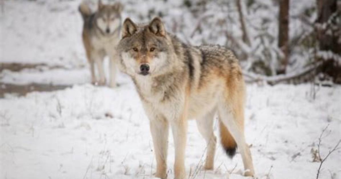 Are Wolves Carnivores