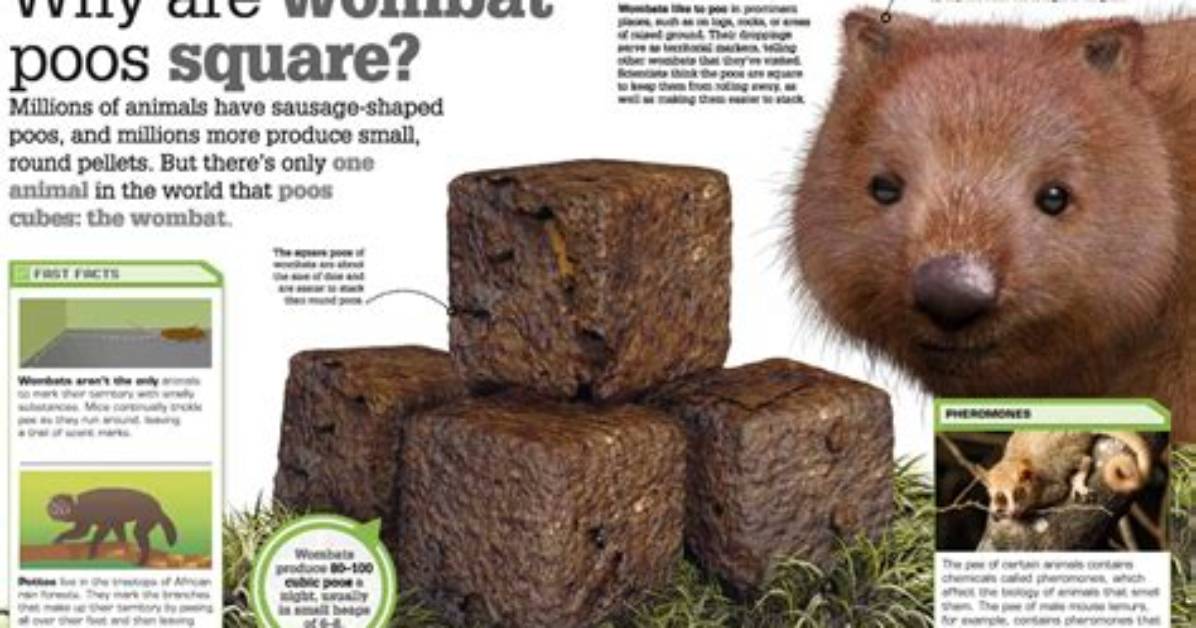 Are Wombat Poops Square?