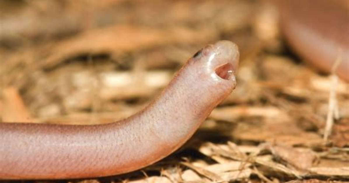 Are Worm Snakes Blind?