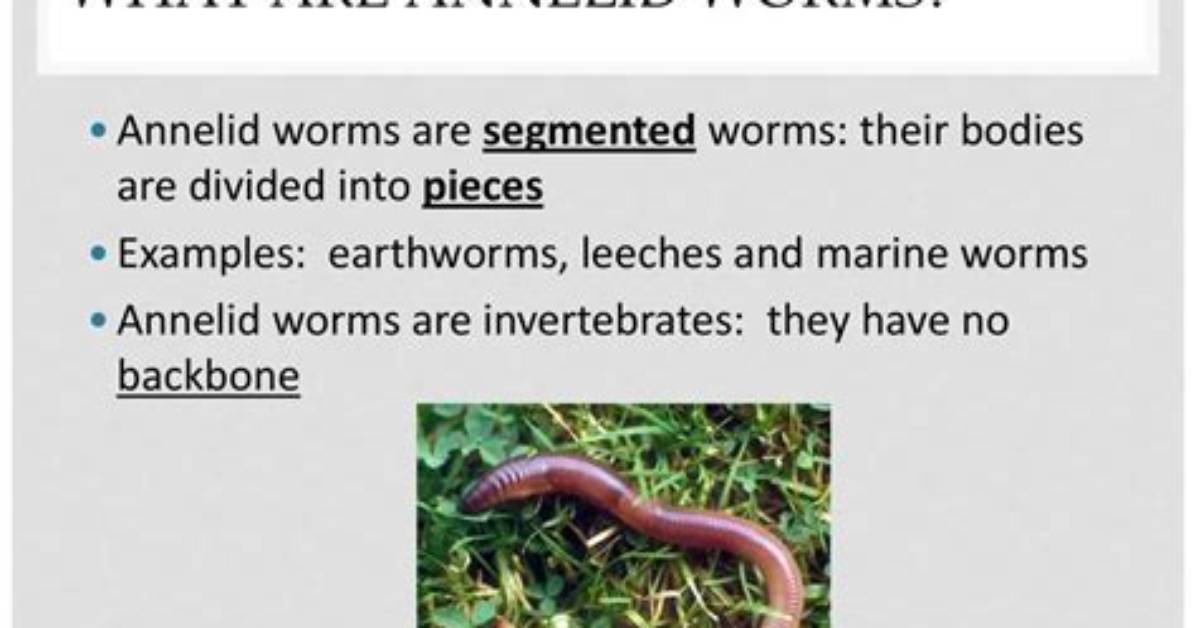 Are Worms Asexual?