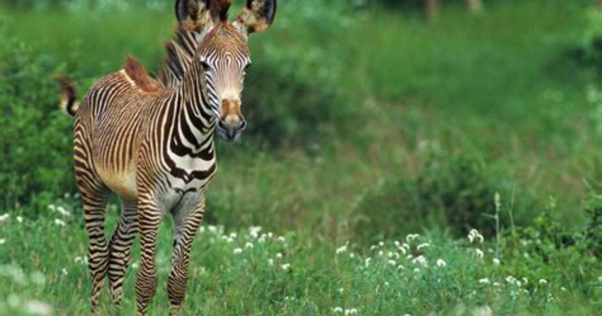 Are Zebras Endangered 2019