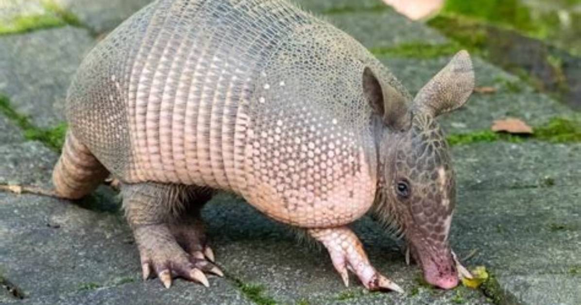 Armadillo Slower Than Rcpparmadillo