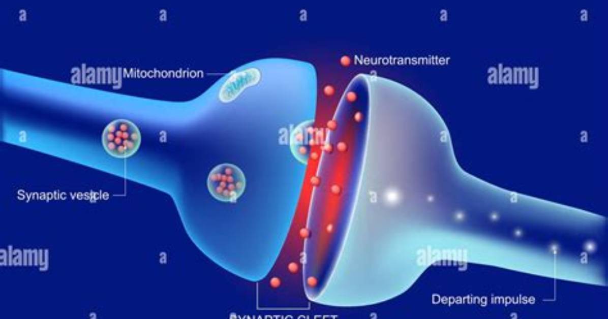 At a Synapse Two?