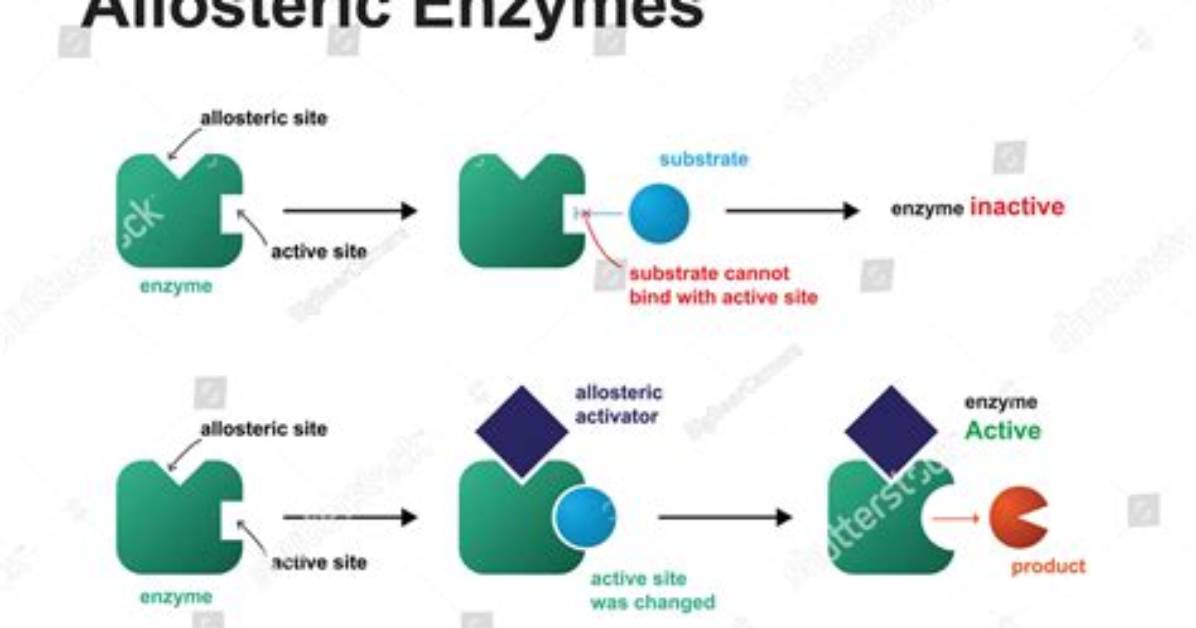 At an Allosteric Site?