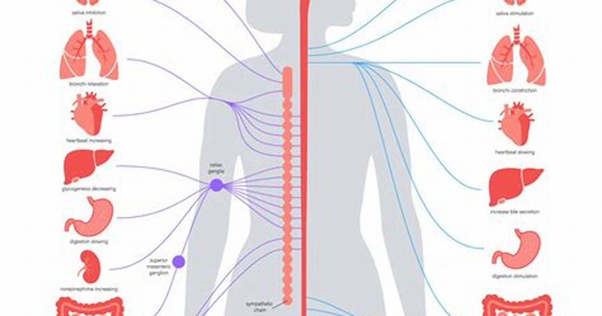 At Autonomic Nervous System?