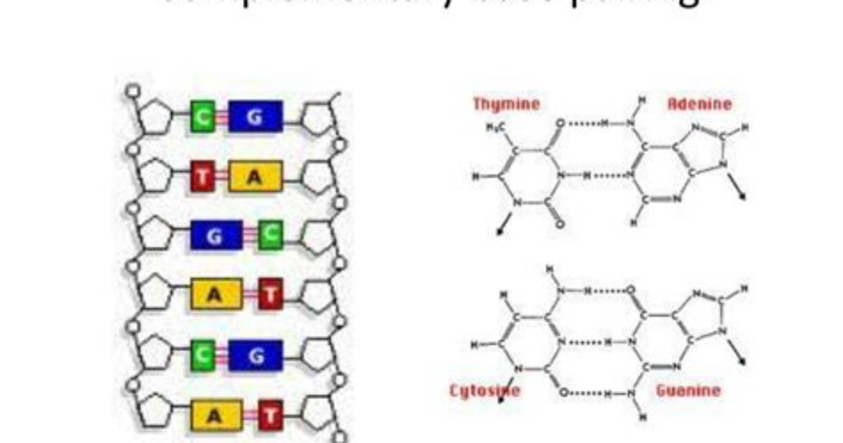 At Complementary Base Pairing?