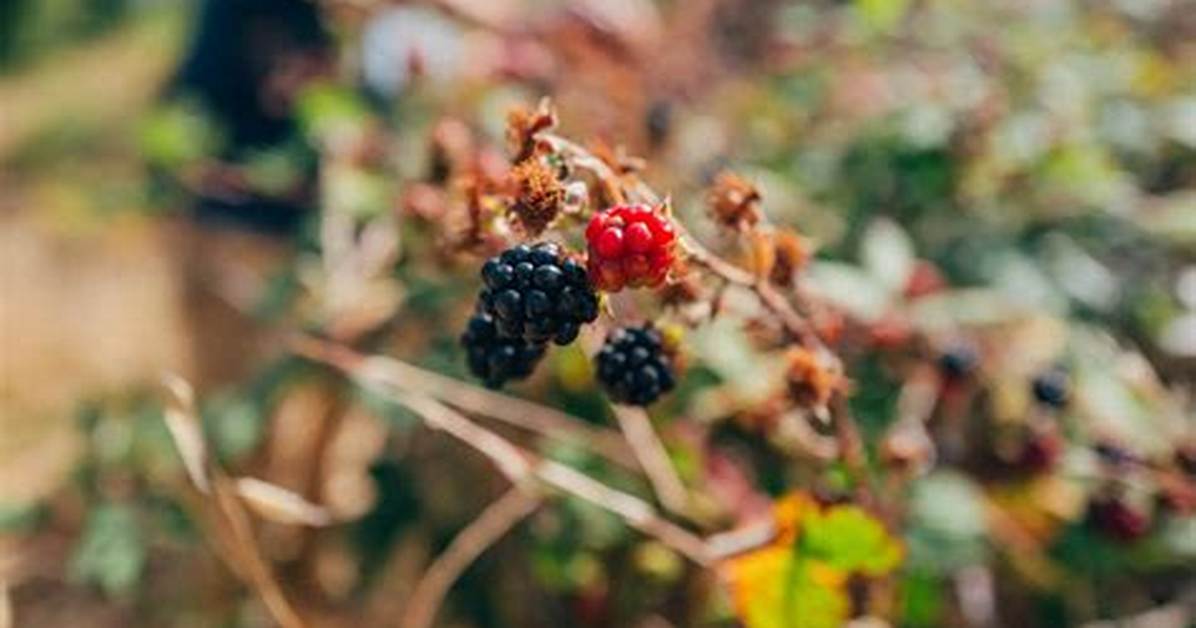 At Does Foraging Mean?