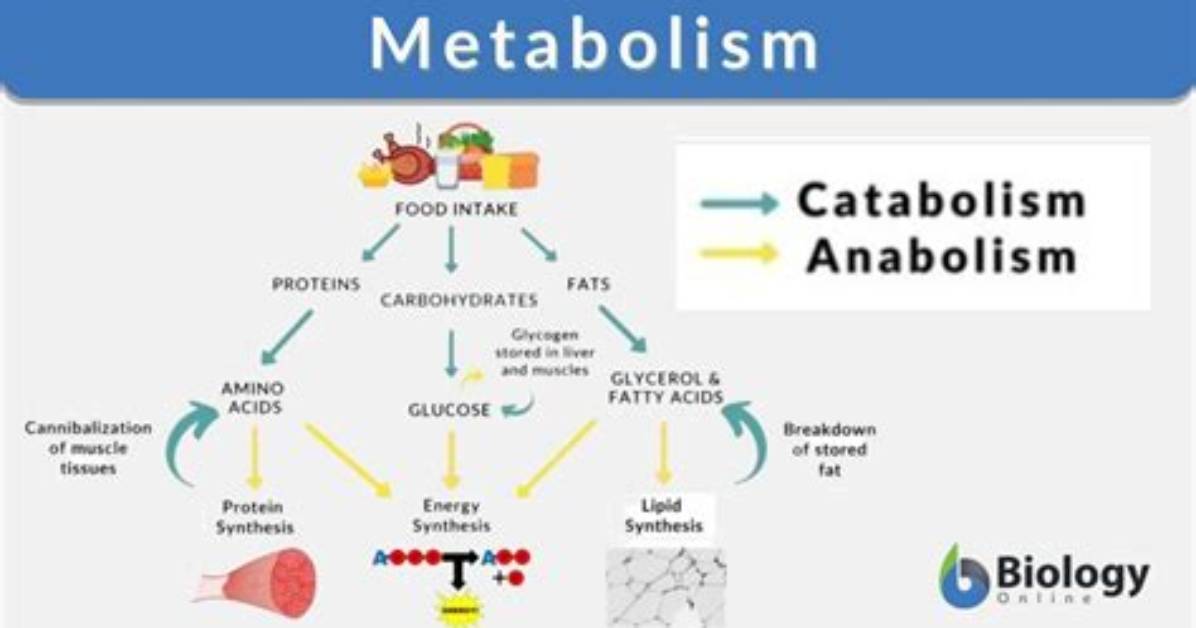 At Does Metabolism Mean?