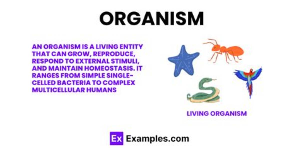 At Does Organism Mean?
